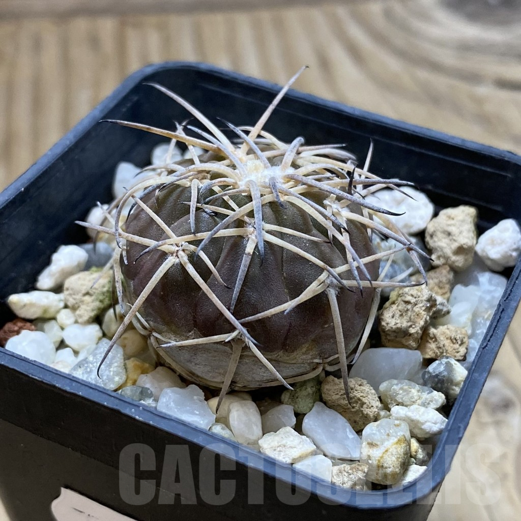 SH17609 Gymnocalycium spegazzinii v. punillense - Image 2
