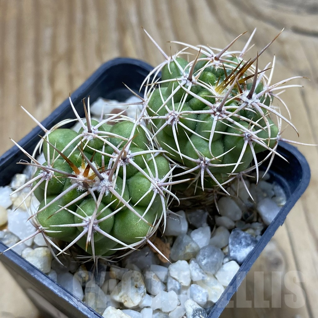 SH17610 Gymnocalycium mostii -Uritorco, Argentina- , 2 plants