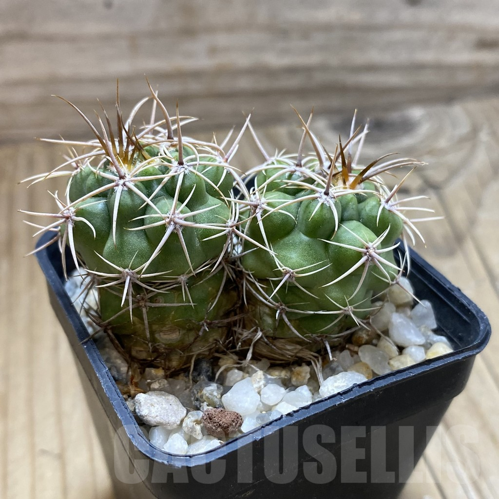 SH17610 Gymnocalycium mostii -Uritorco, Argentina- , 2 plants - Image 2