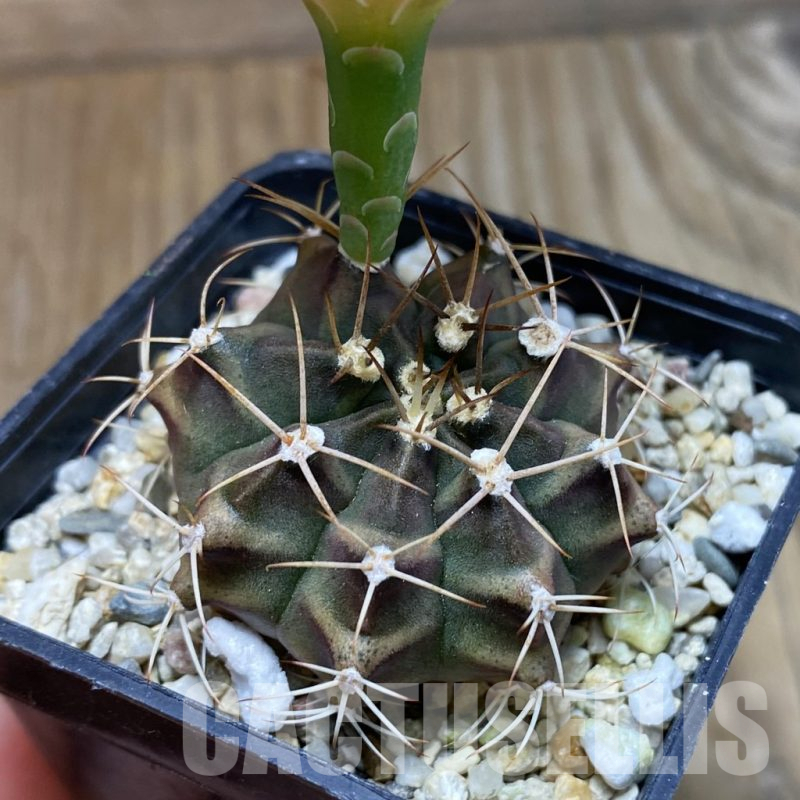 SH17612 Gymnocalycium mihanovichii