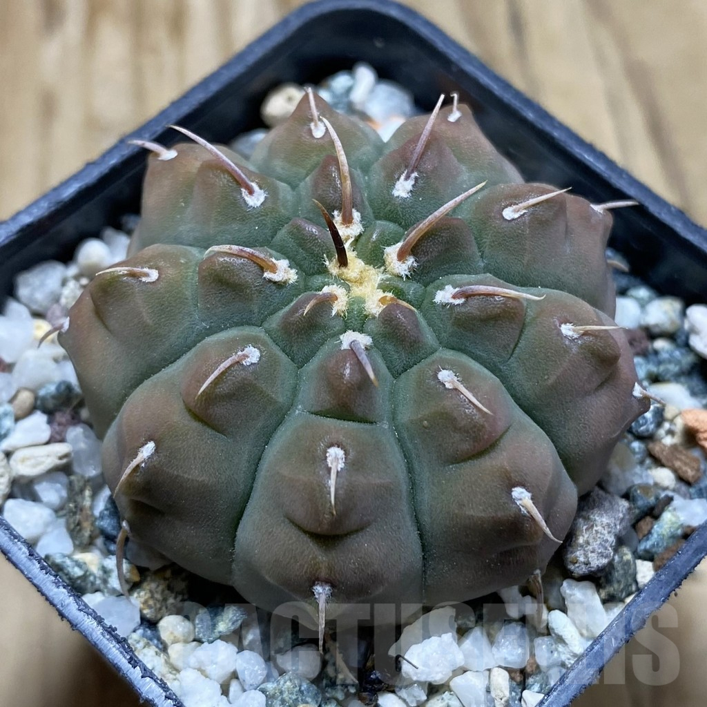 SH17613 Gymnocalycium vatteri v. unguispinum