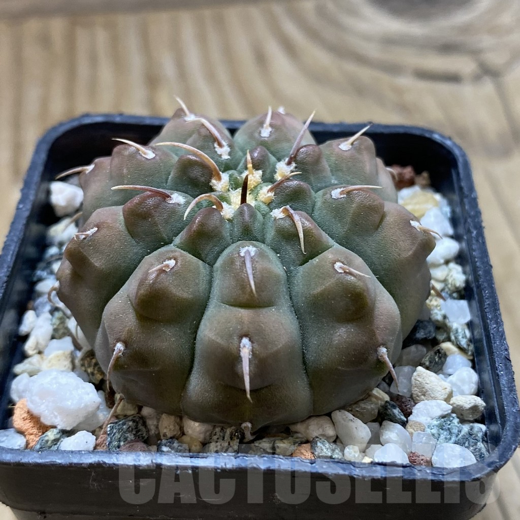 SH17613 Gymnocalycium vatteri v. unguispinum - Зображення 2