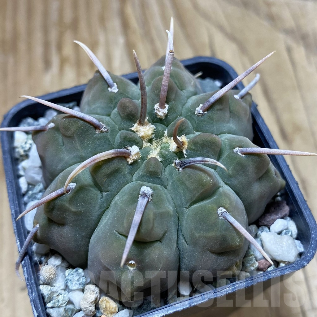 SH17615 Gymnocalycium vatteri, selection