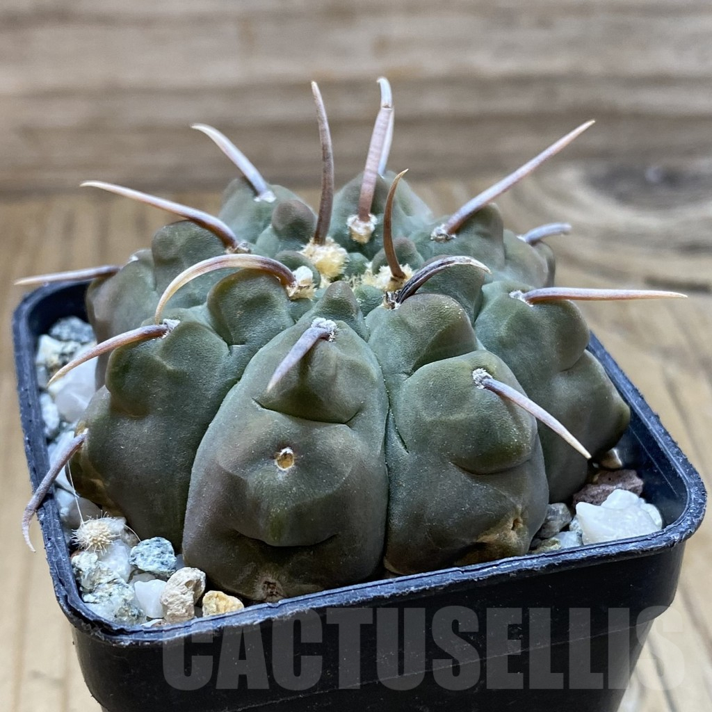 SH17615 Gymnocalycium vatteri, selection - Image 2