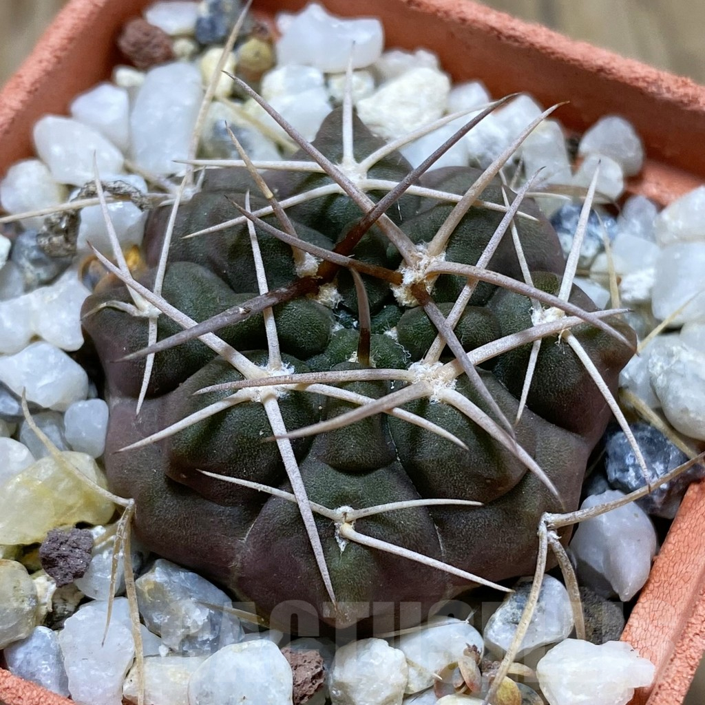 SH17601 Gymnocalycium rhodantherum