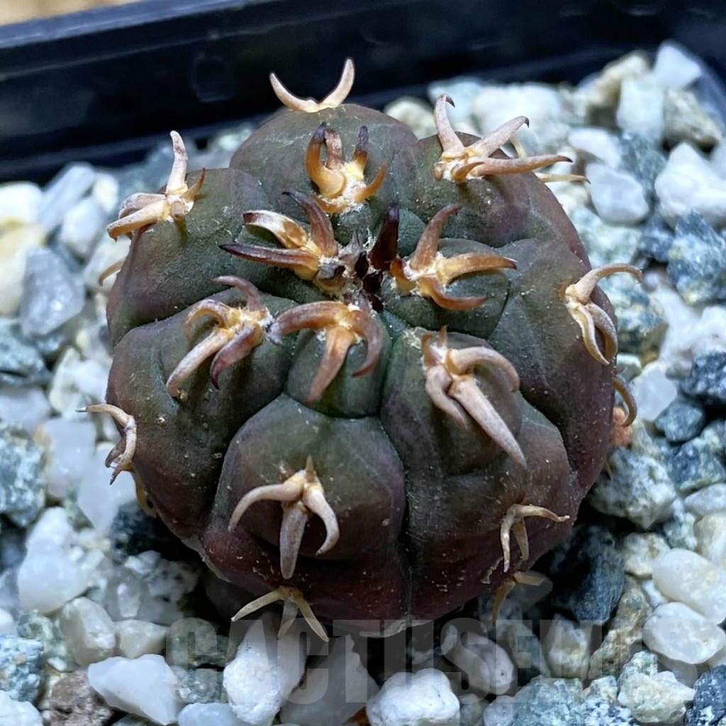 SH17616 Gymnocalycium spegazzinii v. unguispinum SL 443