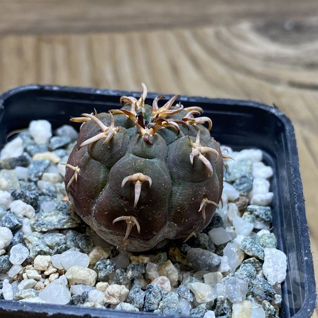 SH17616 Gymnocalycium spegazzinii v. unguispinum SL 443 - Obrázek 2