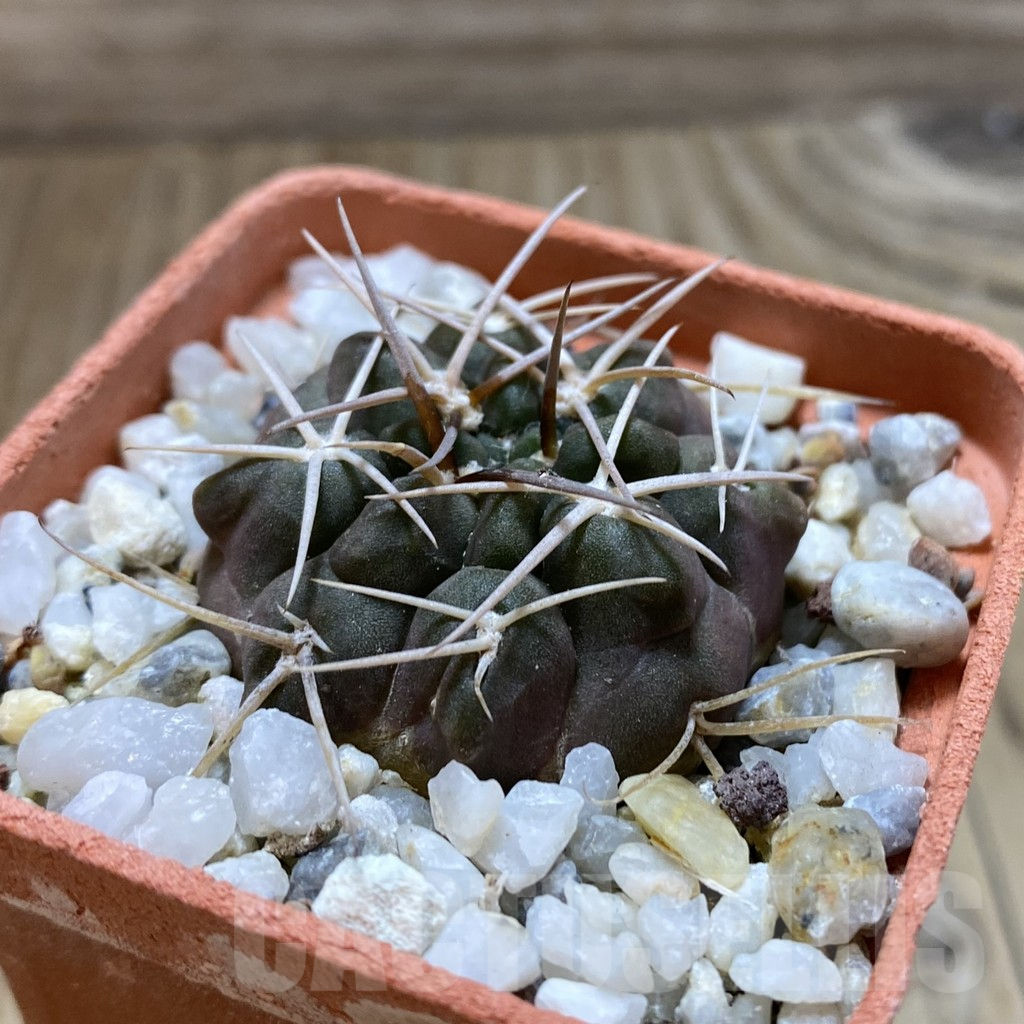 SH17601 Gymnocalycium rhodantherum - Image 2
