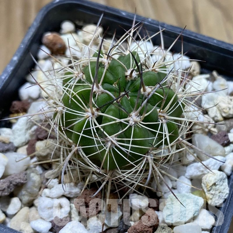 SH17619 Lobivia hybrid