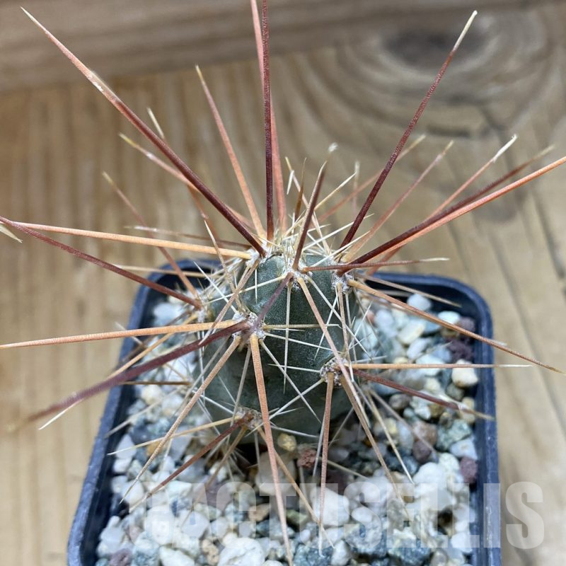 SH17620 Corynopuntia grahamii SB 393