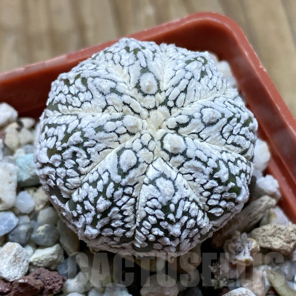 SH17623 Astrophytum asterias ‘Super Kabuto’ hybrid