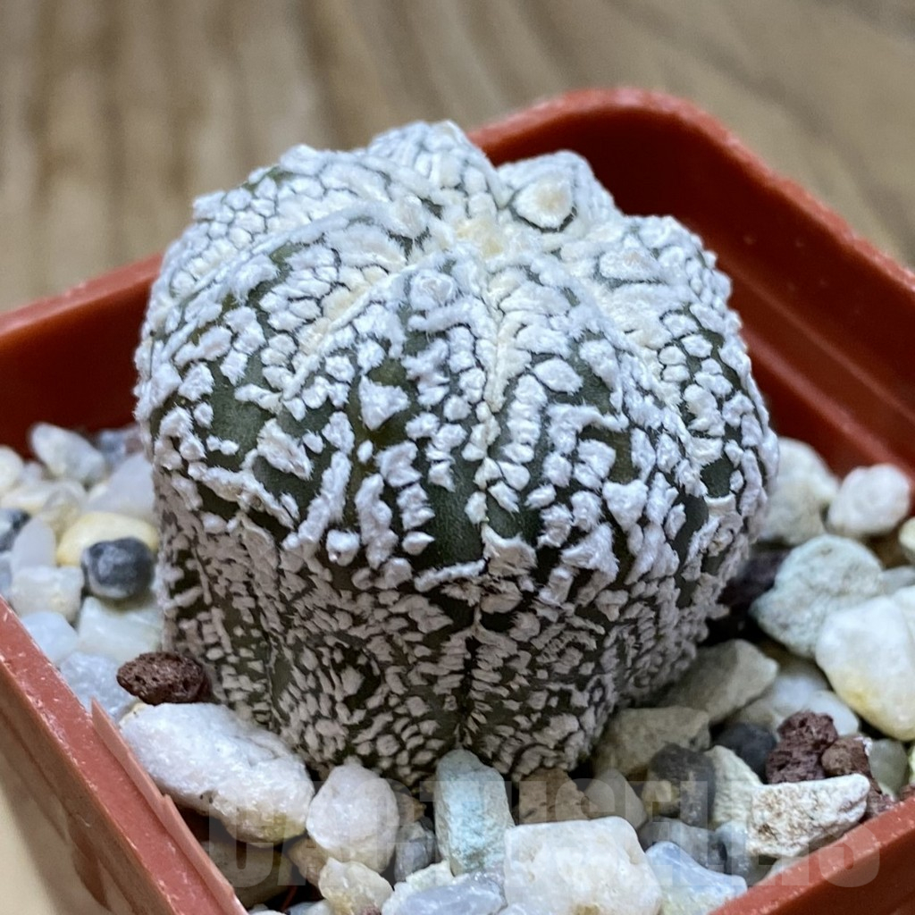 SH17623 Astrophytum asterias ‘Super Kabuto’ hybrid - Image 2
