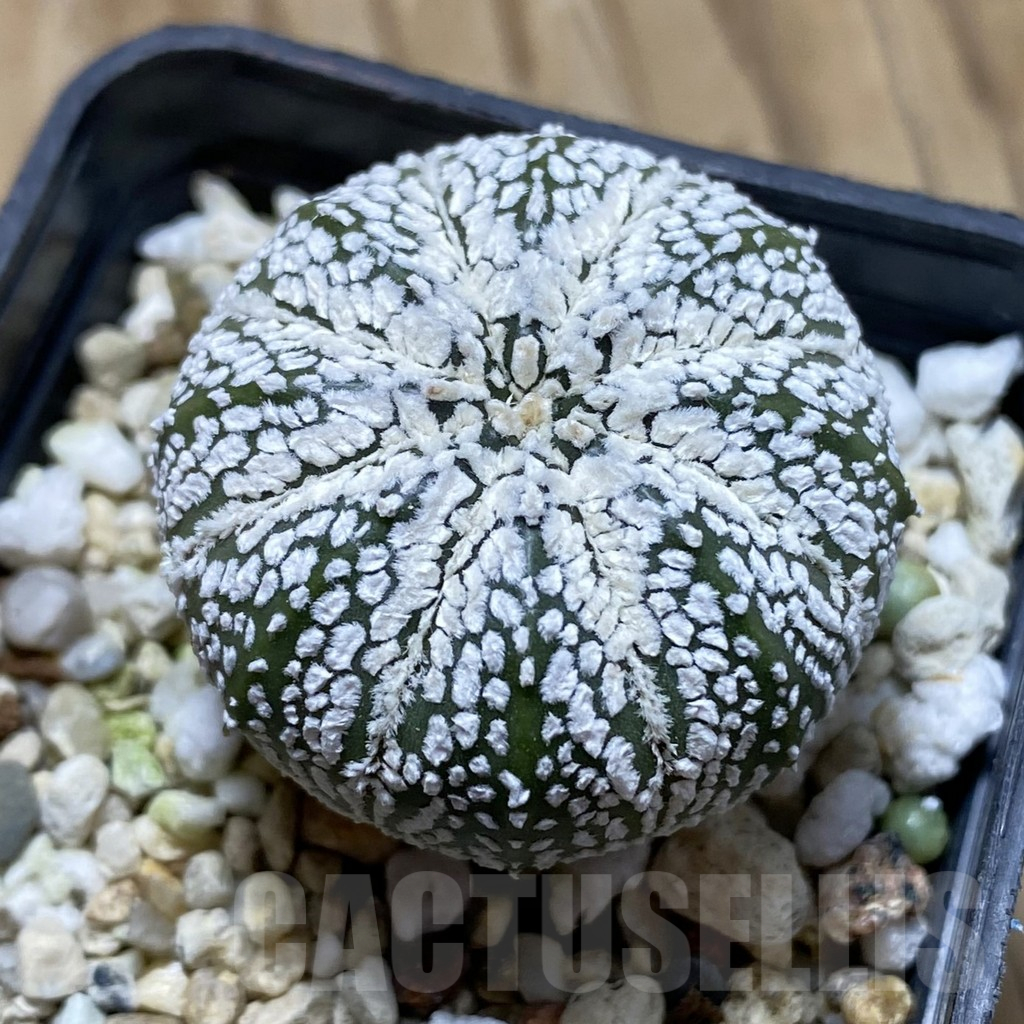 SH17624 Astrophytum asterias ‘Super Kabuto’ hybrid