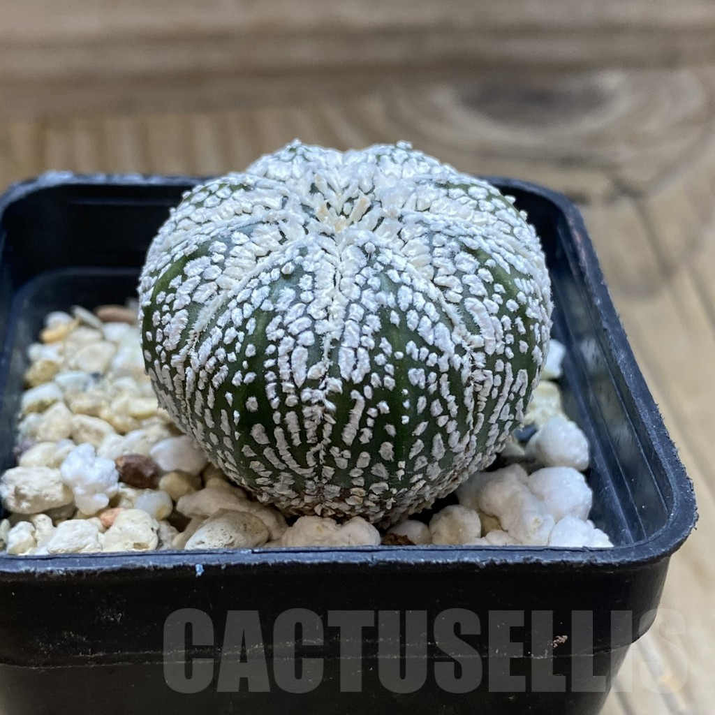 SH17624 Astrophytum asterias ‘Super Kabuto’ hybrid - Image 2