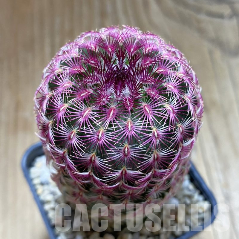 SH17626 Echinocereus rigidissimus v. rubispinus