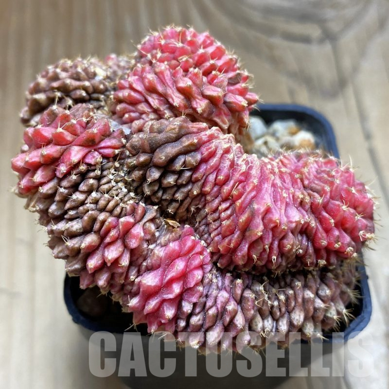 SH17627 Gymnocalycium mihanovichii ‘inermis’ f. cristata variegata