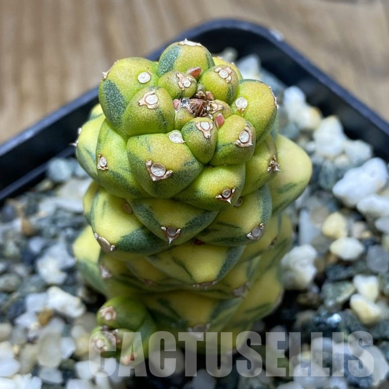 SH17628 Monadenium ritchiei f. variegata