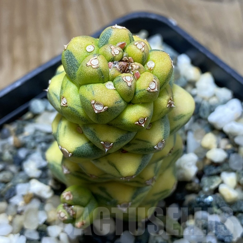 SH17628 Monadenium ritchiei f. variegata