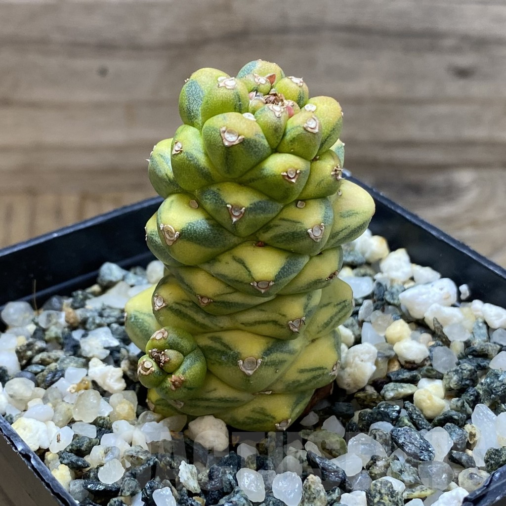 SH17628 Monadenium ritchiei f. variegata - Image 2