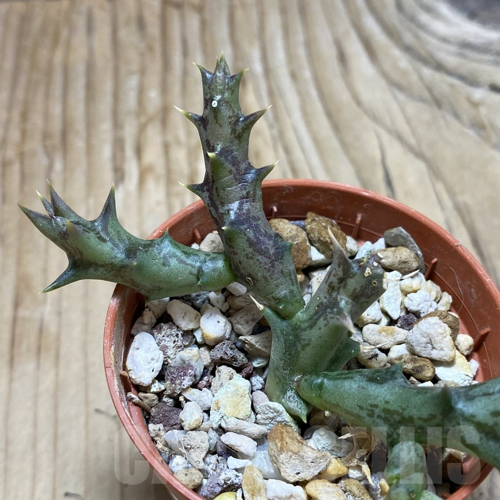 SH17765 Caralluma dummeri - Image 2