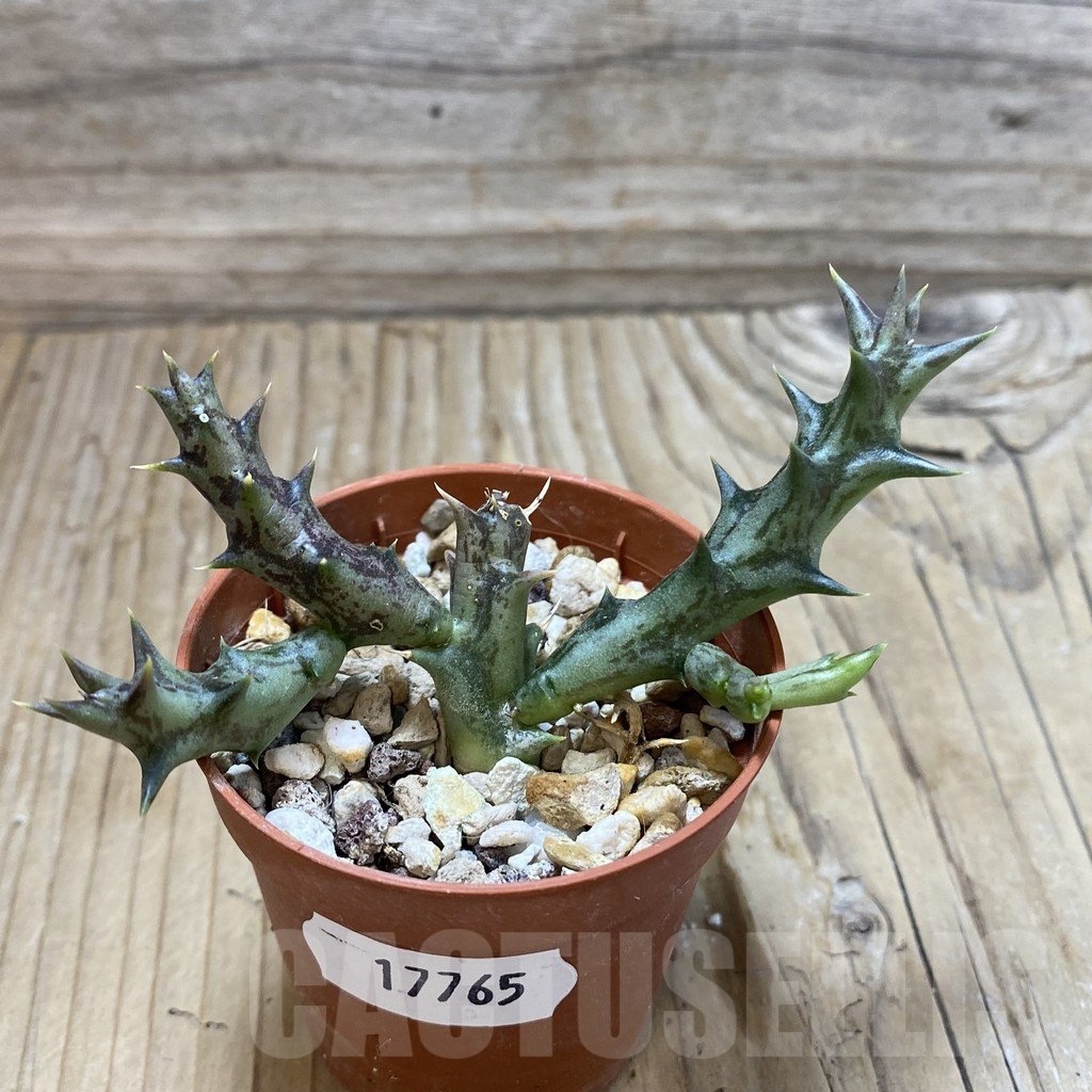 SH17765 Caralluma dummeri - Image 3