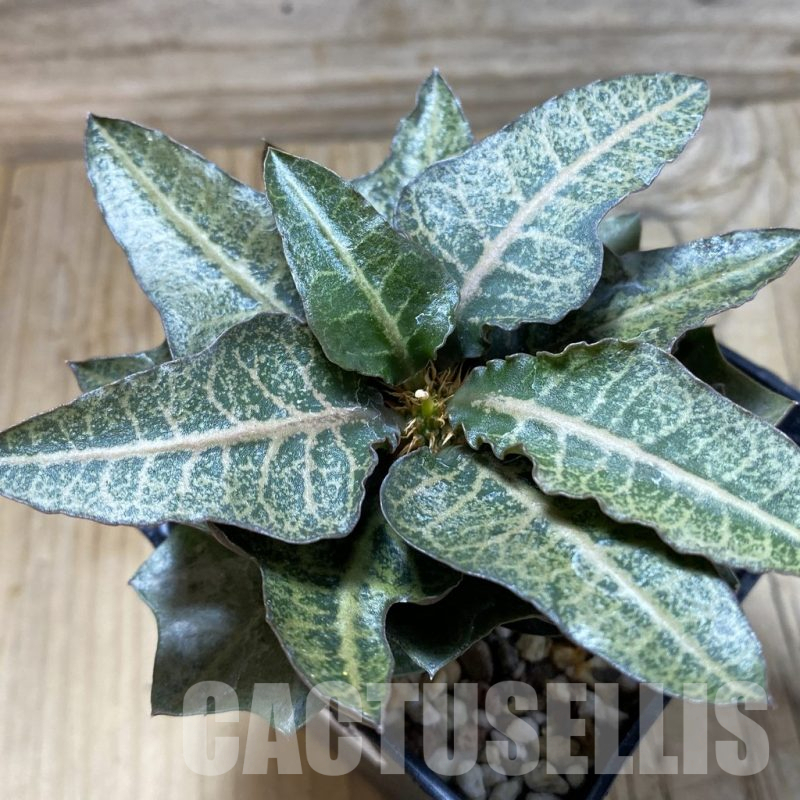 SH17766 Euphorbia francoisii hybrid