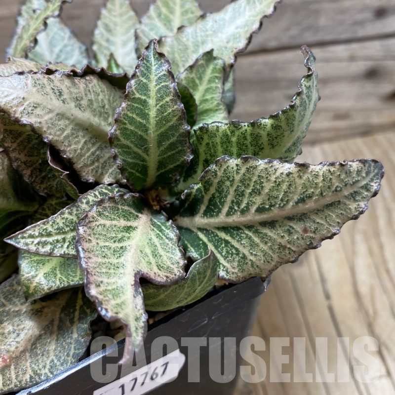 SH17767 Euphorbia francoisii hybrid