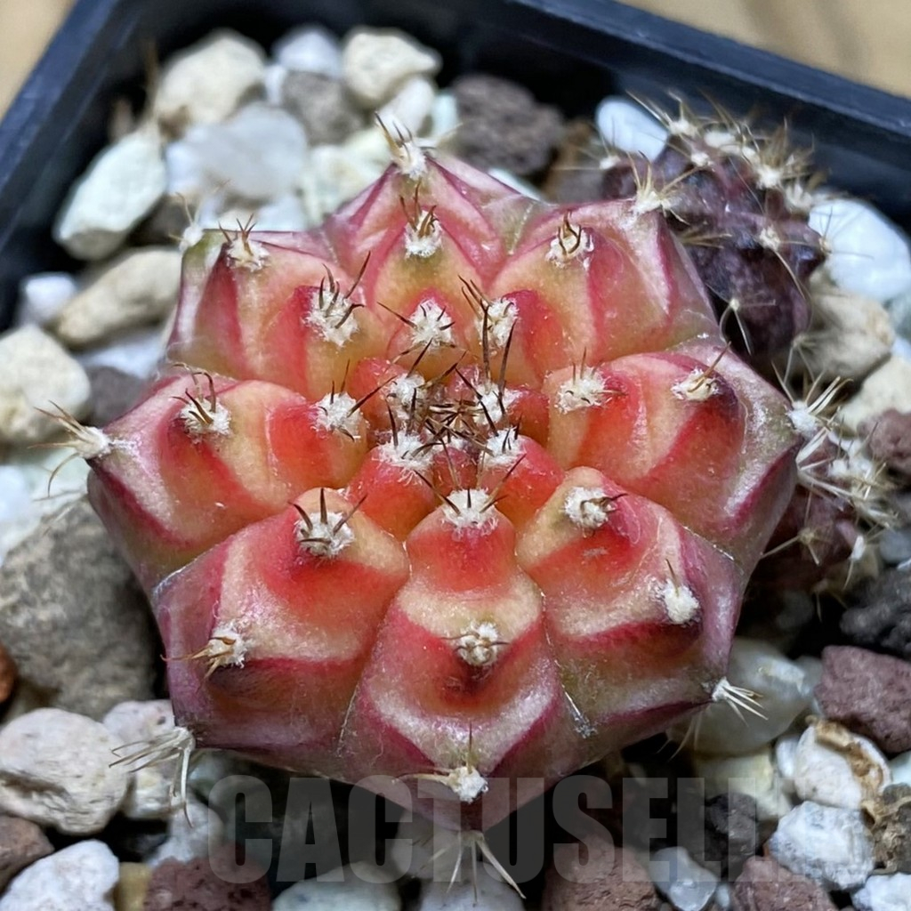 SH17736 Gymnocalycium mihanovichii 'Neon'