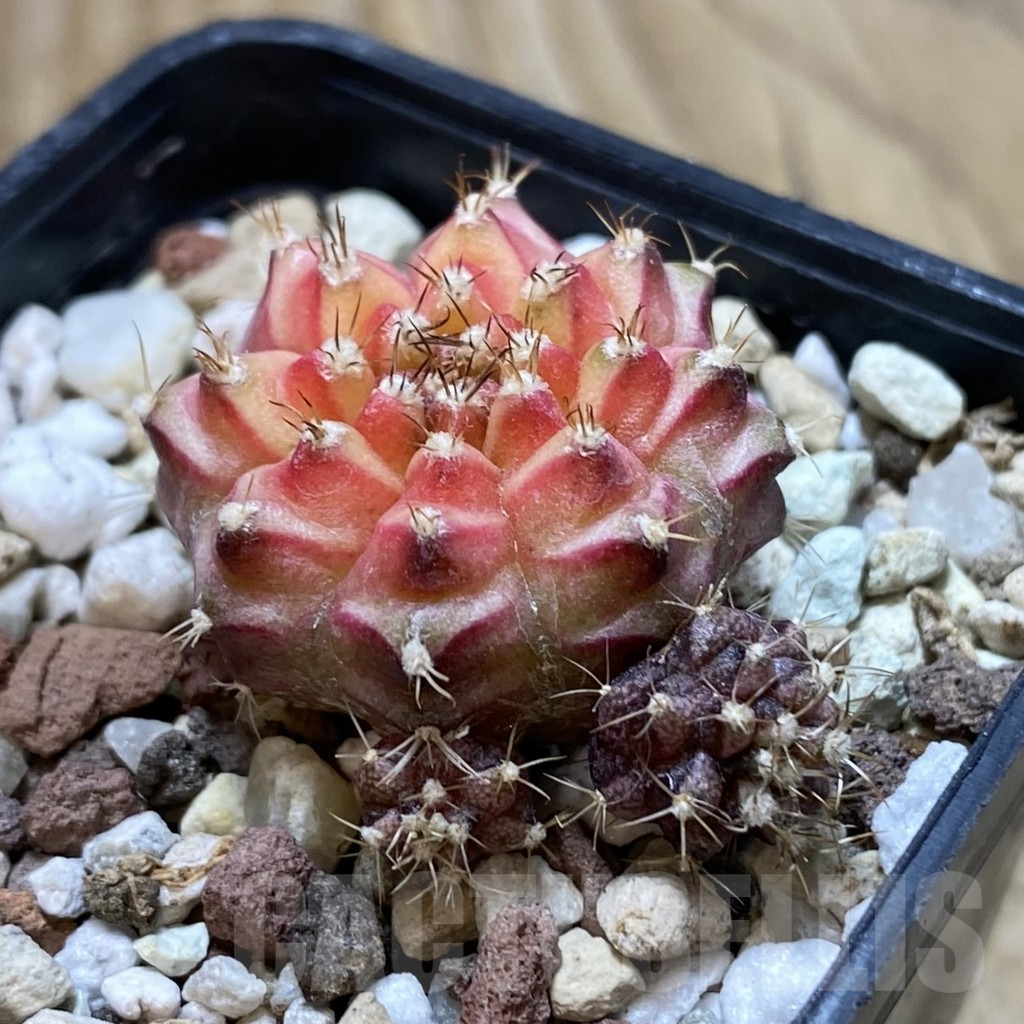 SH17736 Gymnocalycium mihanovichii 'Neon' - Image 2