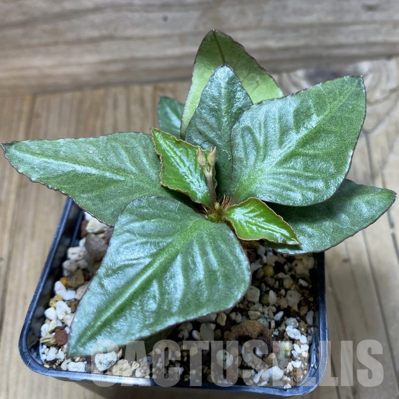 SH17771 Euphorbia francoisii hybrid