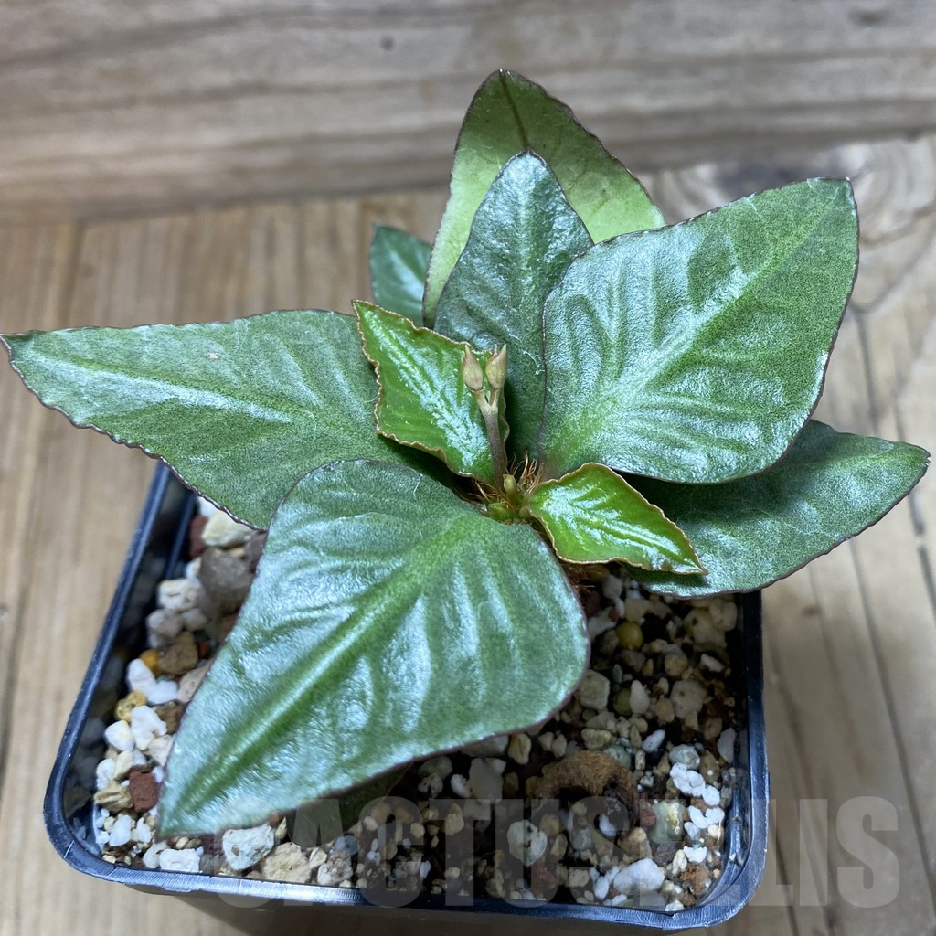 SH17771 Euphorbia francoisii hybrid