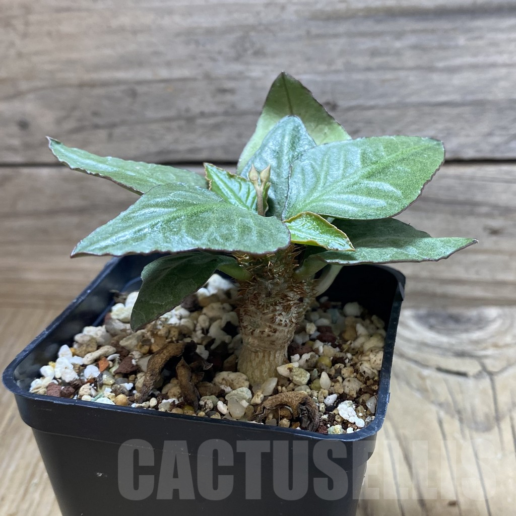 SH17771 Euphorbia francoisii hybrid - Image 2