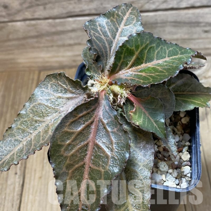 SH17772 Euphorbia francoisii hybrid