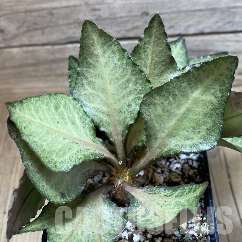 SH17773 Euphorbia francoisii hybrid