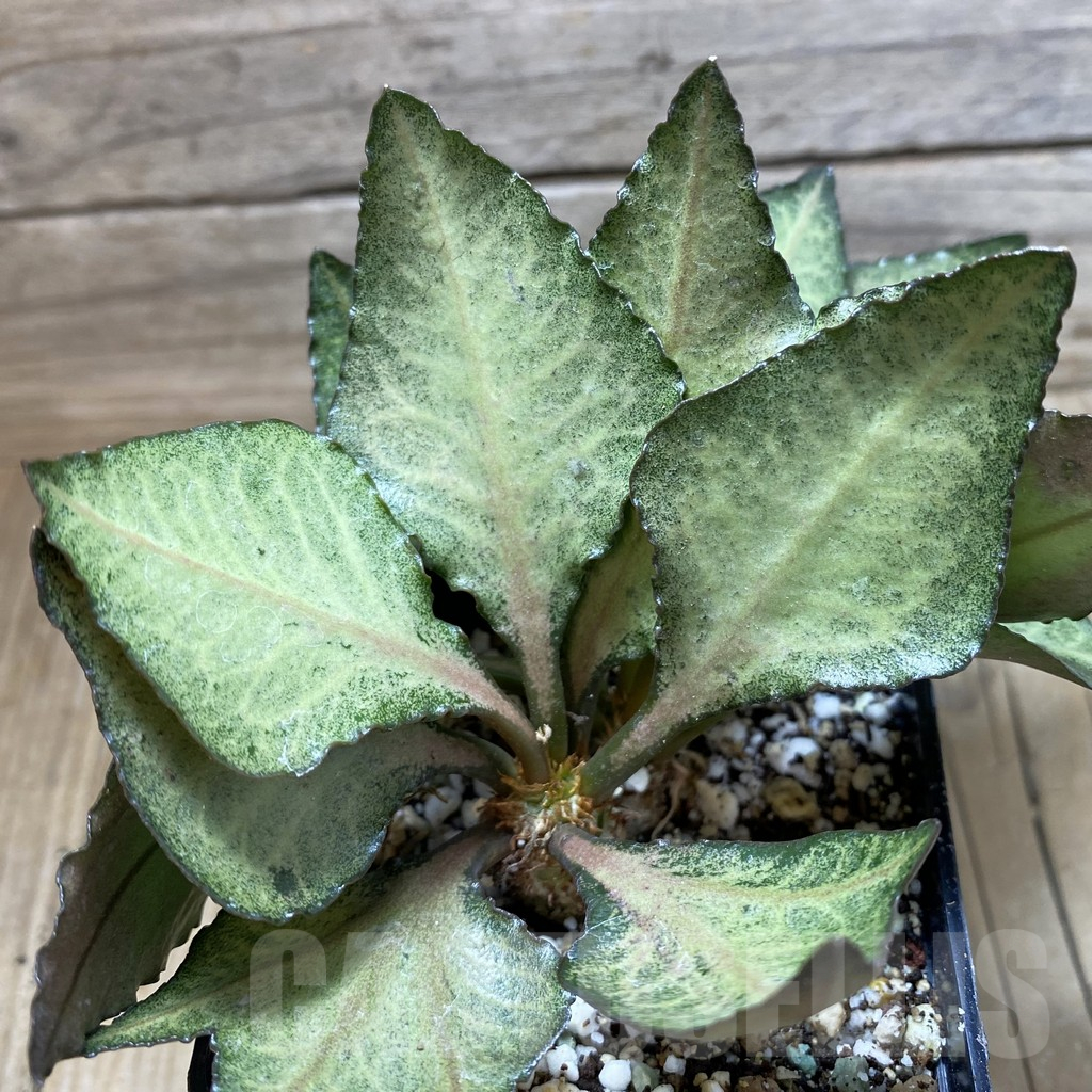 SH17773 Euphorbia francoisii hybrid