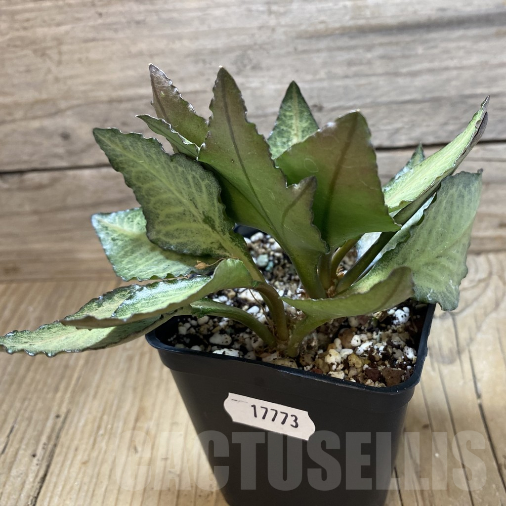 SH17773 Euphorbia francoisii hybrid - Image 2