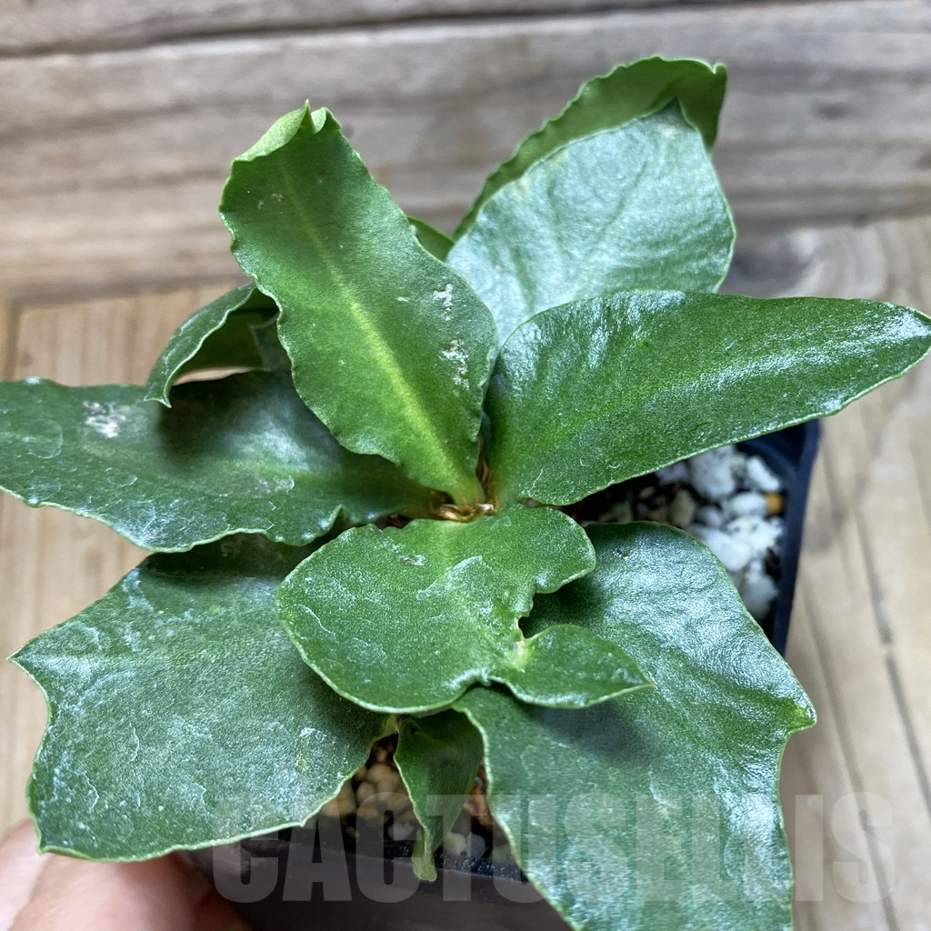 SH17774 Euphorbia francoisii hybrid