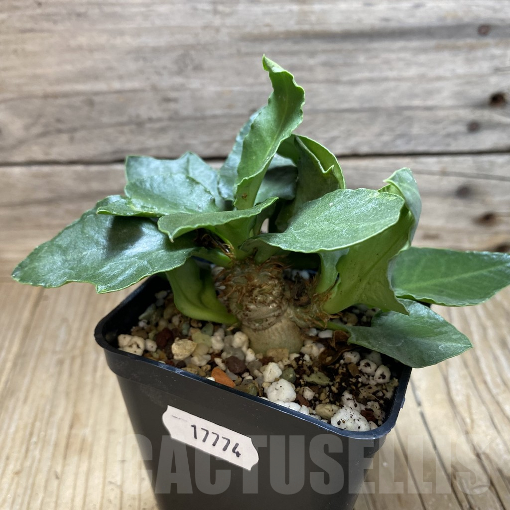 SH17774 Euphorbia francoisii hybrid - Obrázek 2