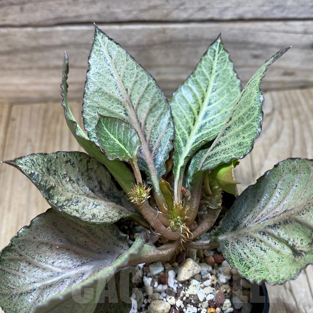 SH17776 Euphorbia francoisii hybrid