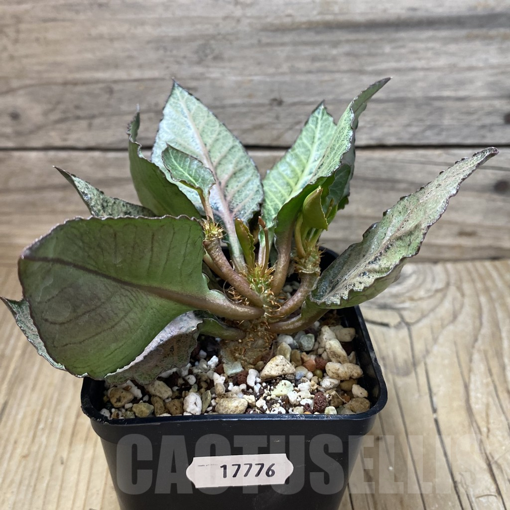 SH17776 Euphorbia francoisii hybrid - Image 2