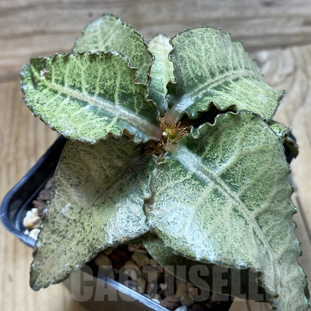 SH17777 Euphorbia francoisii hybrid