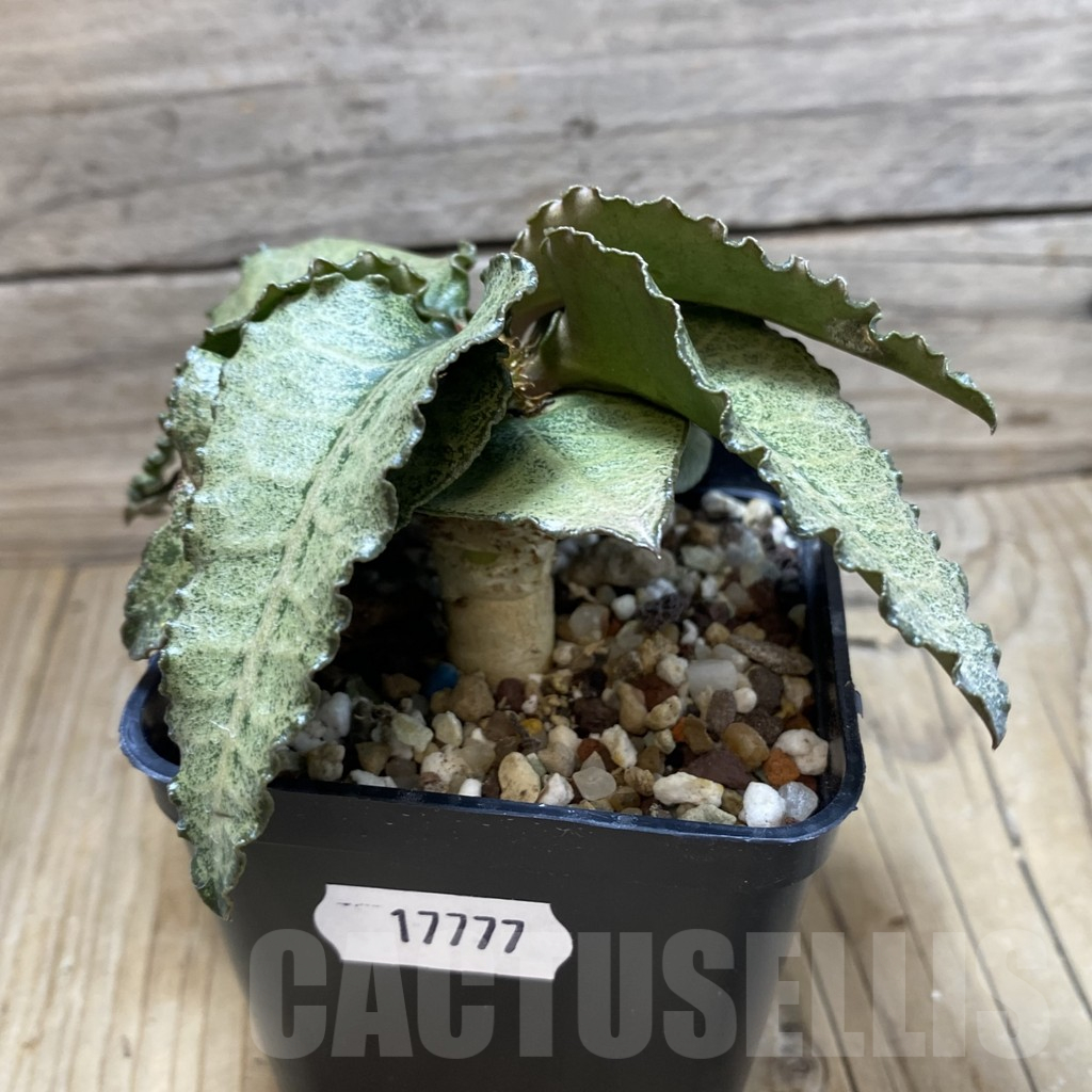 SH17777 Euphorbia francoisii hybrid - Image 2