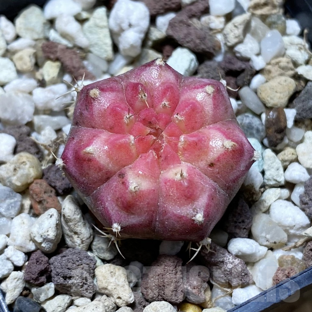 SH17737 Gymnocalycium mihanovichii 'Neon'