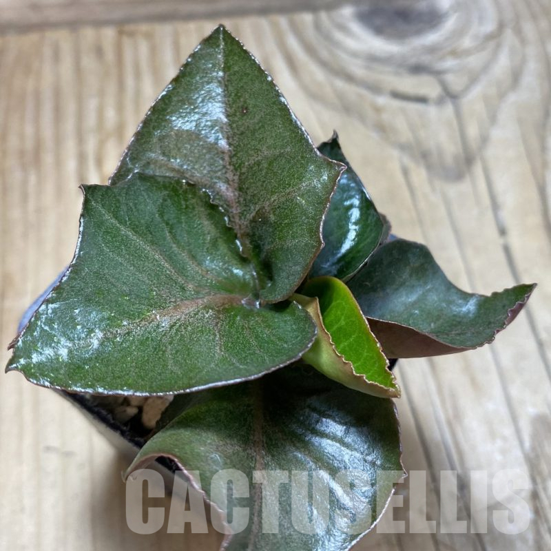 SH17778 Euphorbia francoisii hybrid