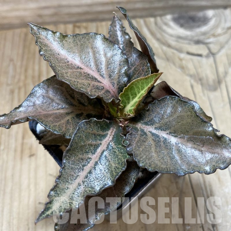 SH17779 Euphorbia francoisii hybrid