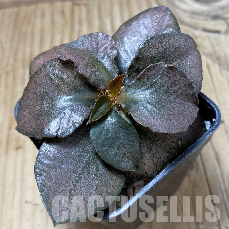 SH17780 Euphorbia francoisii hybrid