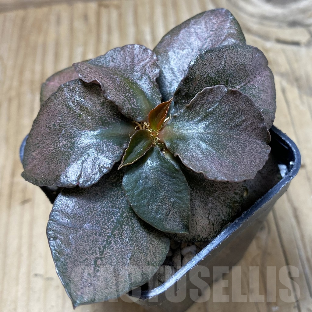 SH17780 Euphorbia francoisii hybrid