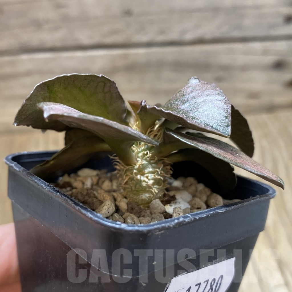 SH17780 Euphorbia francoisii hybrid - Image 2