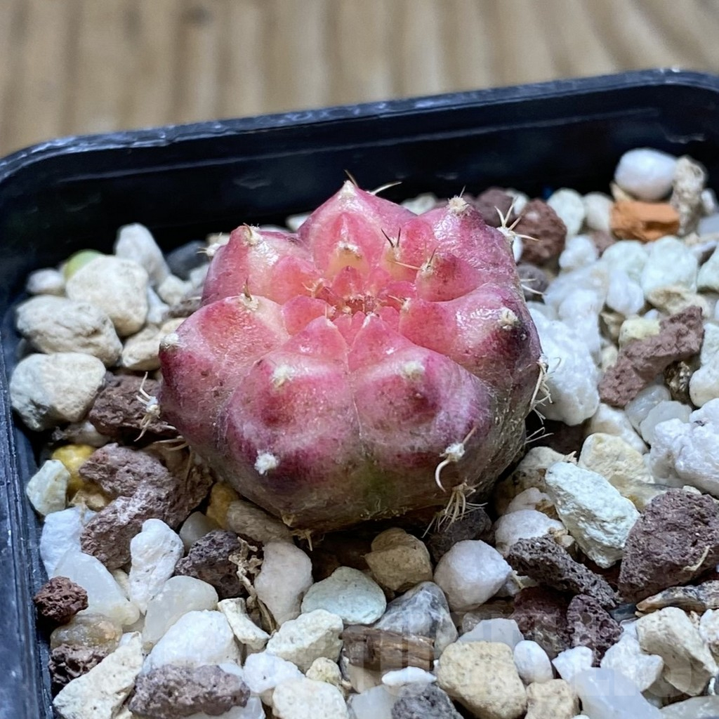 SH17737 Gymnocalycium mihanovichii 'Neon' - Image 2
