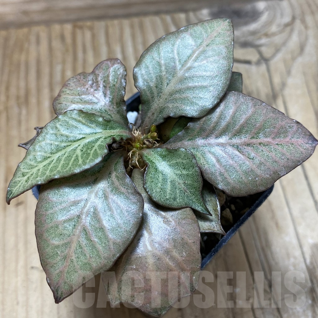 SH17782 Euphorbia francoisii hybrid